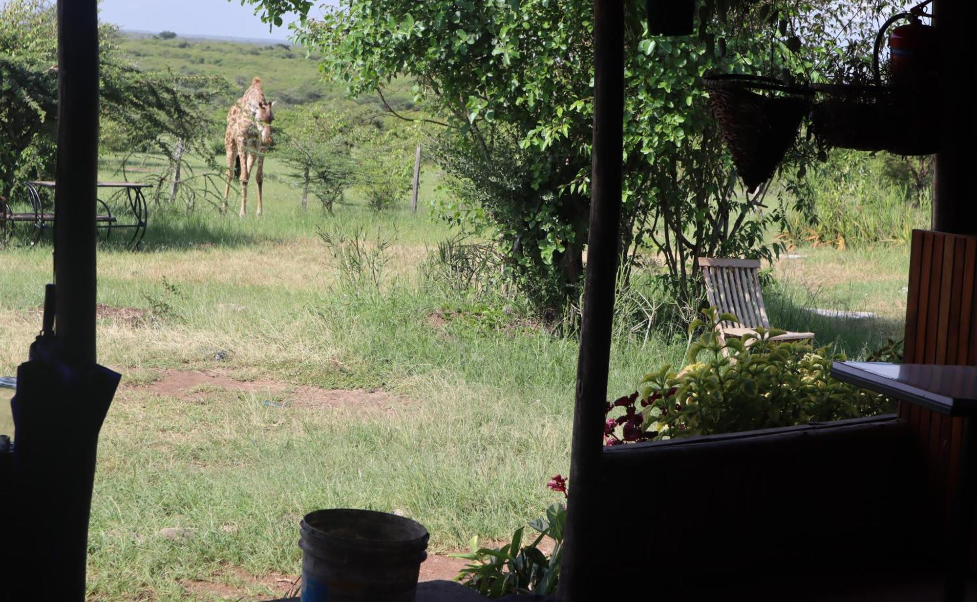 Kambu Mara Camp Hotell Sekenani Exteriör bild
